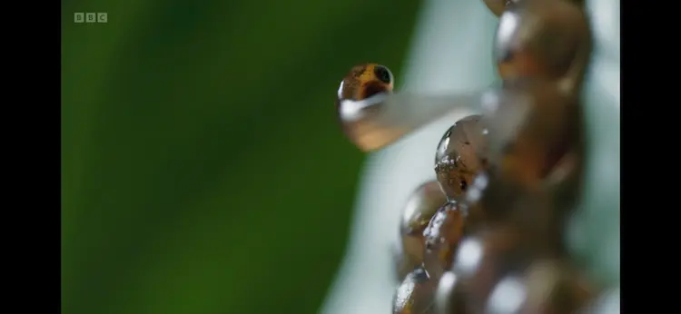 Gliding leaf frog (Agalychnis spurrelli) as shown in Planet Earth III - Freshwater